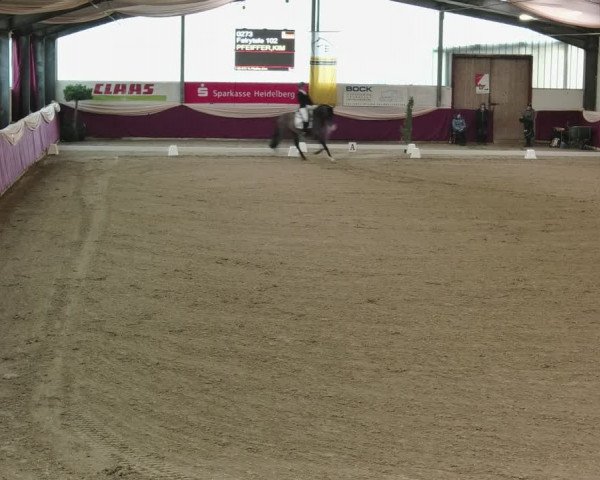 Reitturnier Eppelheim 2020