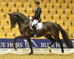 dressage horse Daytona Platinum (Oldenburg, 2011, from Dante Weltino Old)