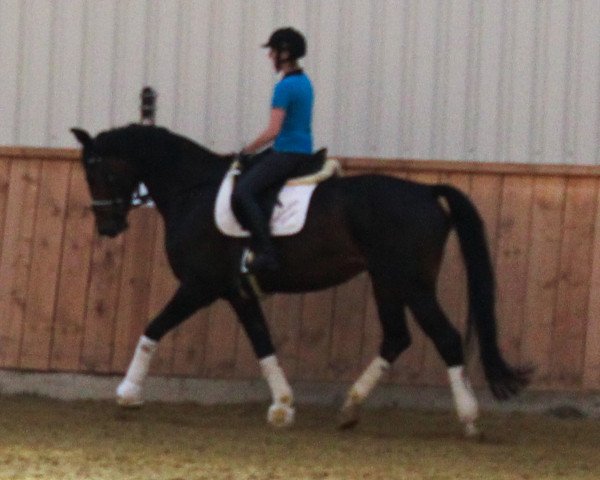 Zuchtstute Shady (Westfale, 2004, von Show Star)