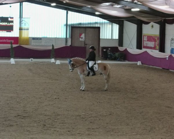 Reitturnier Eppelheim 2020
