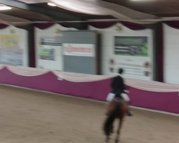 Reitturnier Eppelheim 2020