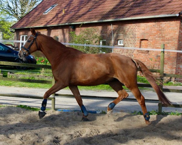 broodmare Galina (Hanoverian, 2002, from Gloucester)