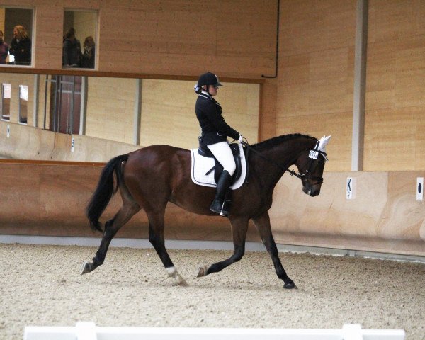 dressage horse Herbert (Oldenburg, 2008, from Hotline)