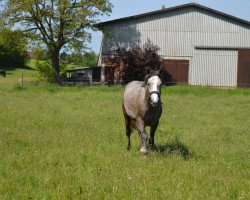 Zuchtstute Natacha van het Kapelhof (Belgisches Warmblut, 2013, von Inshallah de Muze)