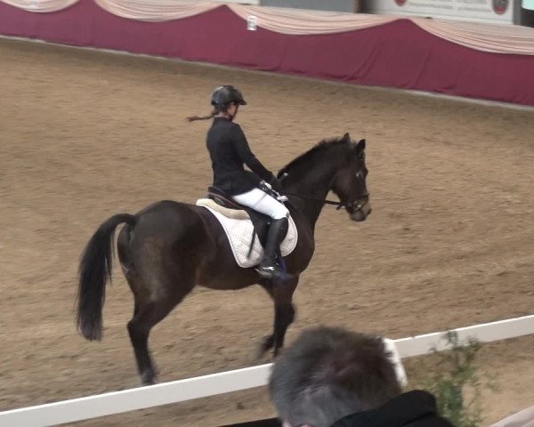 Reitturnier Eppelheim 2020