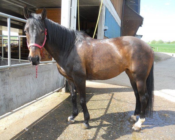 Pferd Valeska CH (Schweizer Warmblut, 1999, von Voeu de Bonneville)