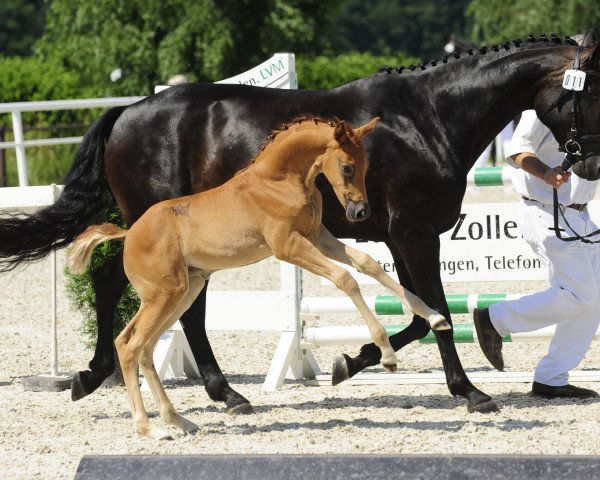 horse Don Röschen (Württemberger, 2012, from Don Juan de Hus)