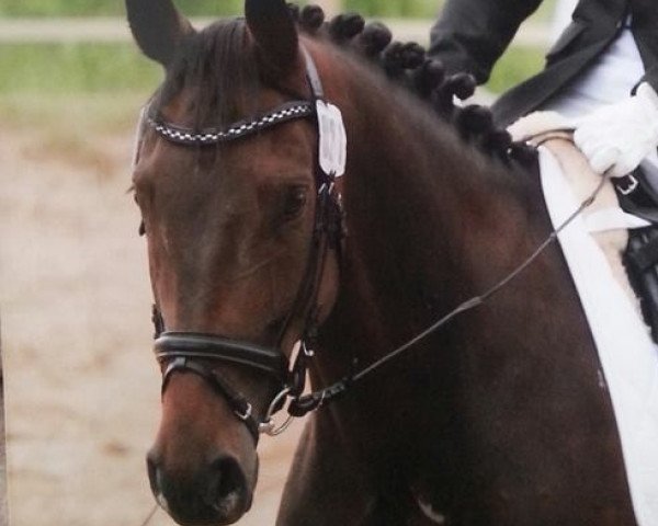 horse Luis (German Sport Horse, 2011, from Lapaz L)