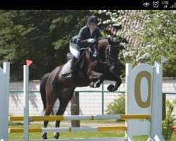 Springpferd Only Osanna (Polnisches Warmblut, 2010, von Madison)