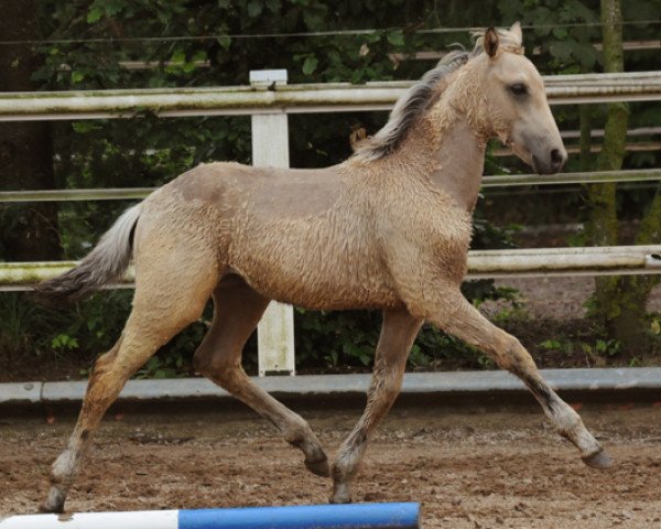 horse Debbie (German Riding Pony, 2011, from Diabolo) horse Debbie (German Riding Pony, 2011, from Diabolo)