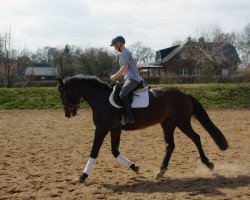 Springpferd Campobella BB (Oldenburger, 2010, von Chico's Boy)