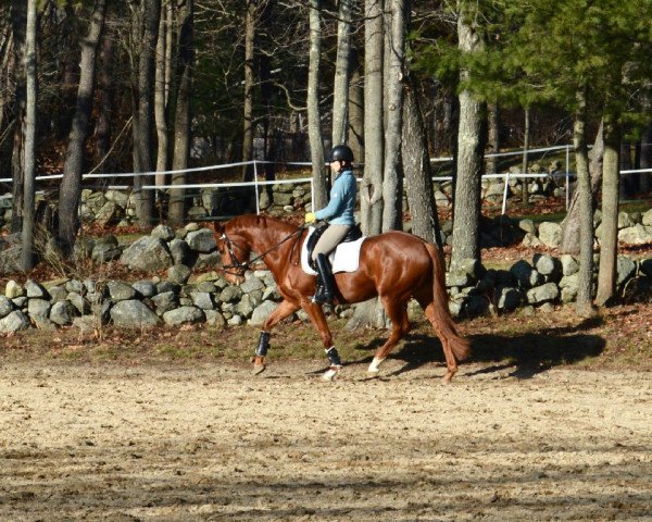 Pferd Phoebe (ehemals: Fhrisbee) (Hannoveraner, 2012, von Farewell III)