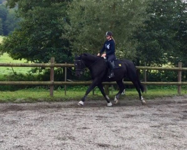 dressage horse Theodor 22 (unknown, 2009, from Firefly R) dressage horse Theodor 22 (unknown, 2009, from Firefly R)