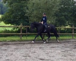 Dressurpferd Theodor 22 (unbekannt, 2009, von Firefly R)