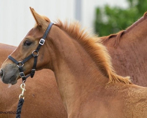 horse Dhon Quixote (Oldenburg, 2015, from Don Frederic 3)