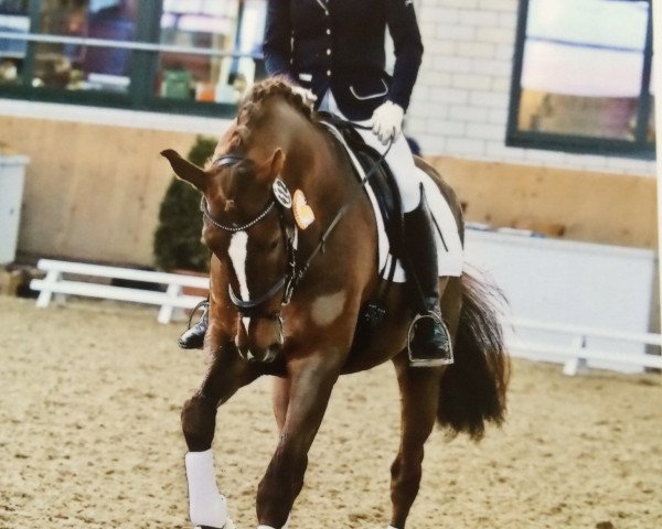 broodmare Vio Victoria (Westphalian, 2011, from Vitalis)