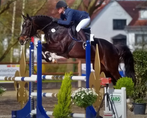 jumper Casablanca 111 (Holsteiner, 2010, from Cantoblanco)