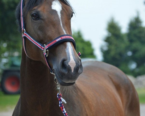 Zuchtstute Ronya 38 (Westfale, 2004, von Rubinus)