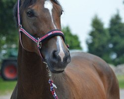 Zuchtstute Ronya 38 (Westfale, 2004, von Rubinus)