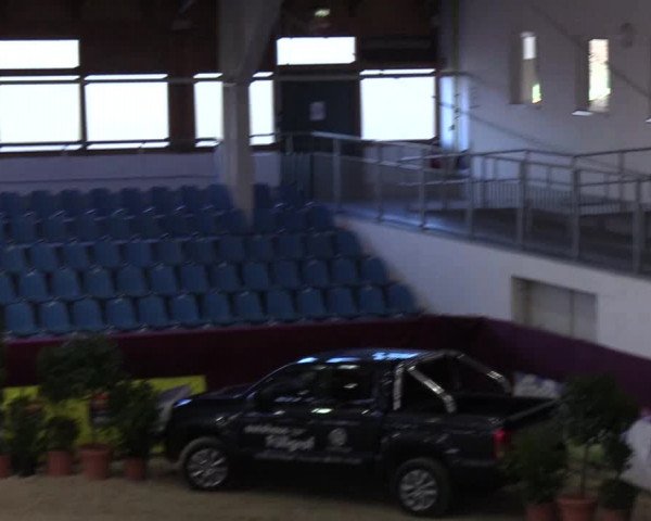 Reitturnier Neustadt/Dosse - Lindenau-Halle 2020