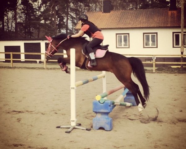 horse Top Nico (German Riding Pony,  , from Top Nicoletto)