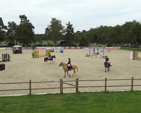Reitturnier Westergellersen 2021
