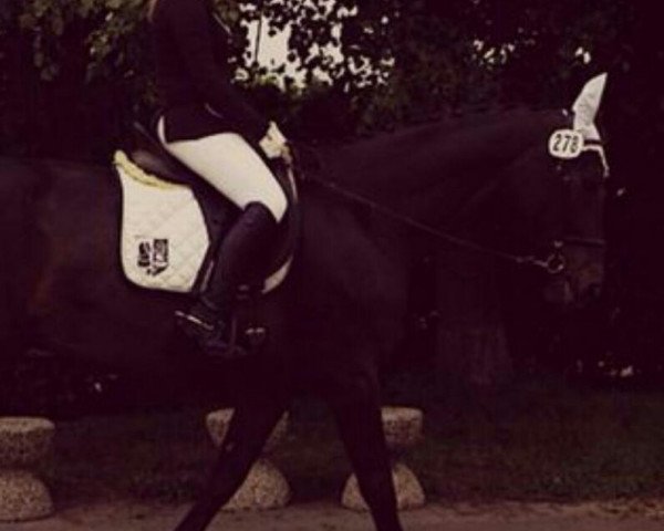 dressage horse Pilgrim 37 (Westphalian, 1998, from Parademarsch I)