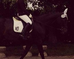 dressage horse Pilgrim 37 (Westphalian, 1998, from Parademarsch I)
