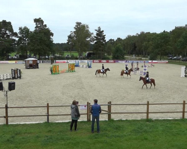 Reitturnier Westergellersen 2021