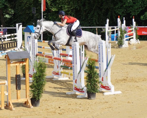 Springpferd Di-Ba-Du (Nederlands Rijpaarden en Pony, 2010, von Willow)