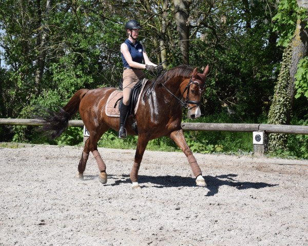 Dressurpferd Filia 189 (Rheinländer, 2010, von Fürst Piccolo)