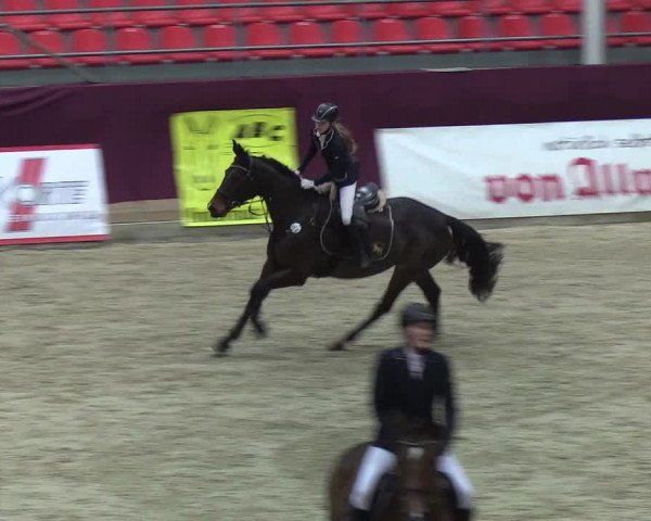Reitturnier Neustadt/Dosse - Lindenau-Halle 2020