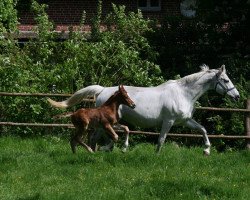 dressage horse Wizard of Dance (Hanoverian, 2016, from Weltruhm)