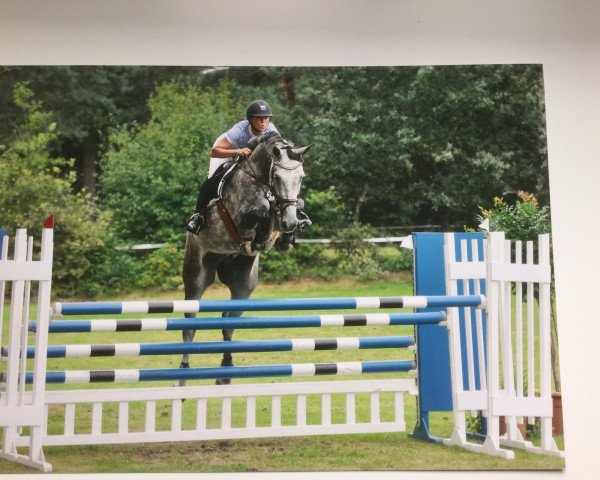Springpferd Cassyio Cri Du Coeur (Holsteiner, 2008, von Cassini II)