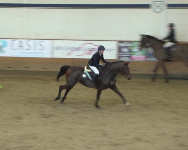 Reitturnier Elmshorn 2020