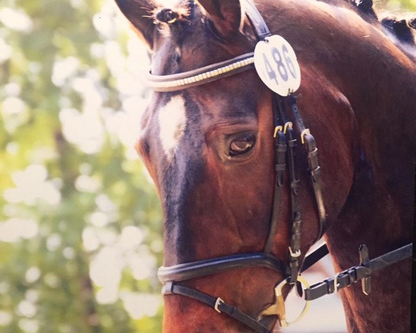 dressage horse Linus Star (Westphalian, 2003, from Laomedon)