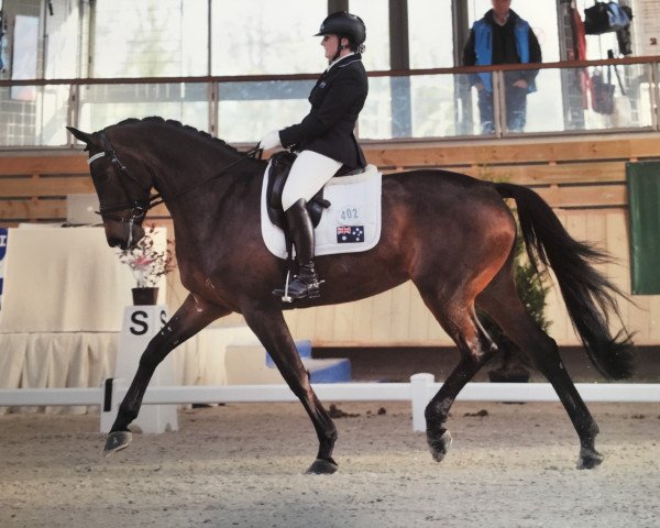 dressage horse Lotus 253 (Hanoverian, 2008, from Lord Sinclair I)
