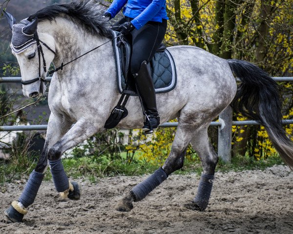Springpferd Rose S (Westfale, 2011, von Last Man Standing)