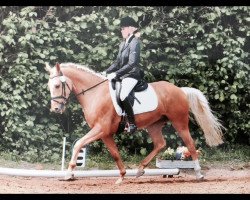 dressage horse Herkules G (unknown, 2012)