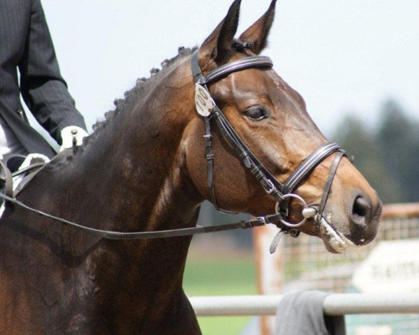 dressage horse Giorgio-Laurin (Württemberger, 2007, from Gardez)