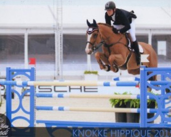 Zuchtstute Elaba de Laubry (Belgisches Warmblut, 2004, von Chin Chin)
