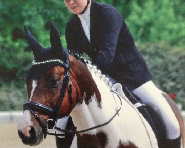 Dressurpferd Shinings Shadow (Deutsches Reitpferd, 2001, von Shinings Nr.One) Dressurpferd Shinings Shadow (Deutsches Reitpferd, 2001, von Shinings Nr.One)