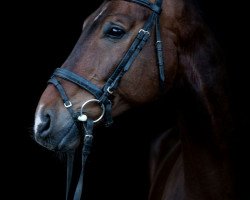 Springpferd Hugo Boss 10 (Westfale, 2009, von Pontifex 9)