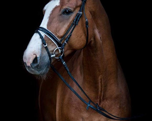 Pferd Chester 283 (Westfale, 2007, von Colmani)
