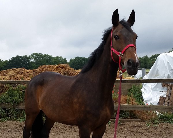 broodmare Montana (Thuringia, 1999, from Lagrando)
