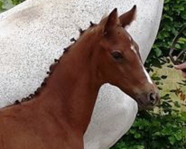 horse Florino (Oldenburg, 2015, from Fuechtels Floriscount OLD)