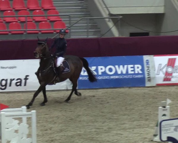 Reitturnier Neustadt/Dosse - Lindenau-Halle 2020