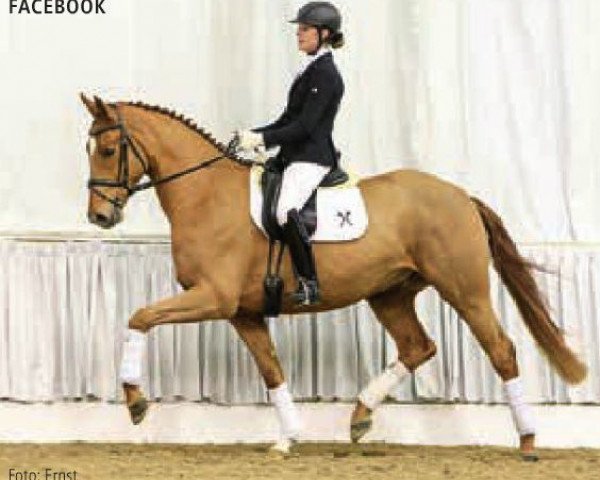 horse Facebook (Hanoverian, 2012, from Fuechtels Floriscount OLD)