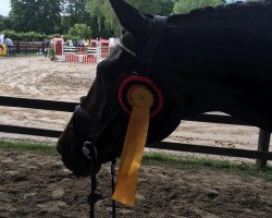 jumper Charles 80 (Hanoverian, 2010, from Clinton I)