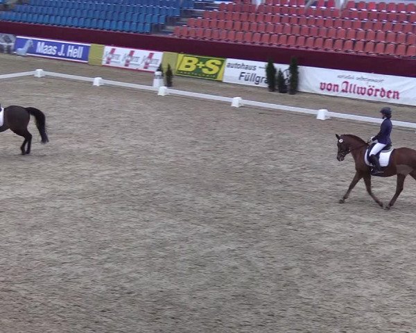 Reitturnier Neustadt/Dosse - Lindenau-Halle 2020
